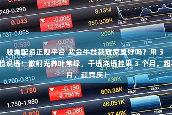 股票配资正规平台 紫金牛盆栽放家里好吗？用 3 盆经验说透！散射光养叶常绿，干透浇透挂果 3 个月，超喜庆！